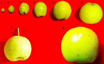 Molecular Characterization, Evolution, and Expression Profiling of the Dirigent (DIR) Family Genes in Chinese White Pear (Pyrus bretschneideri)